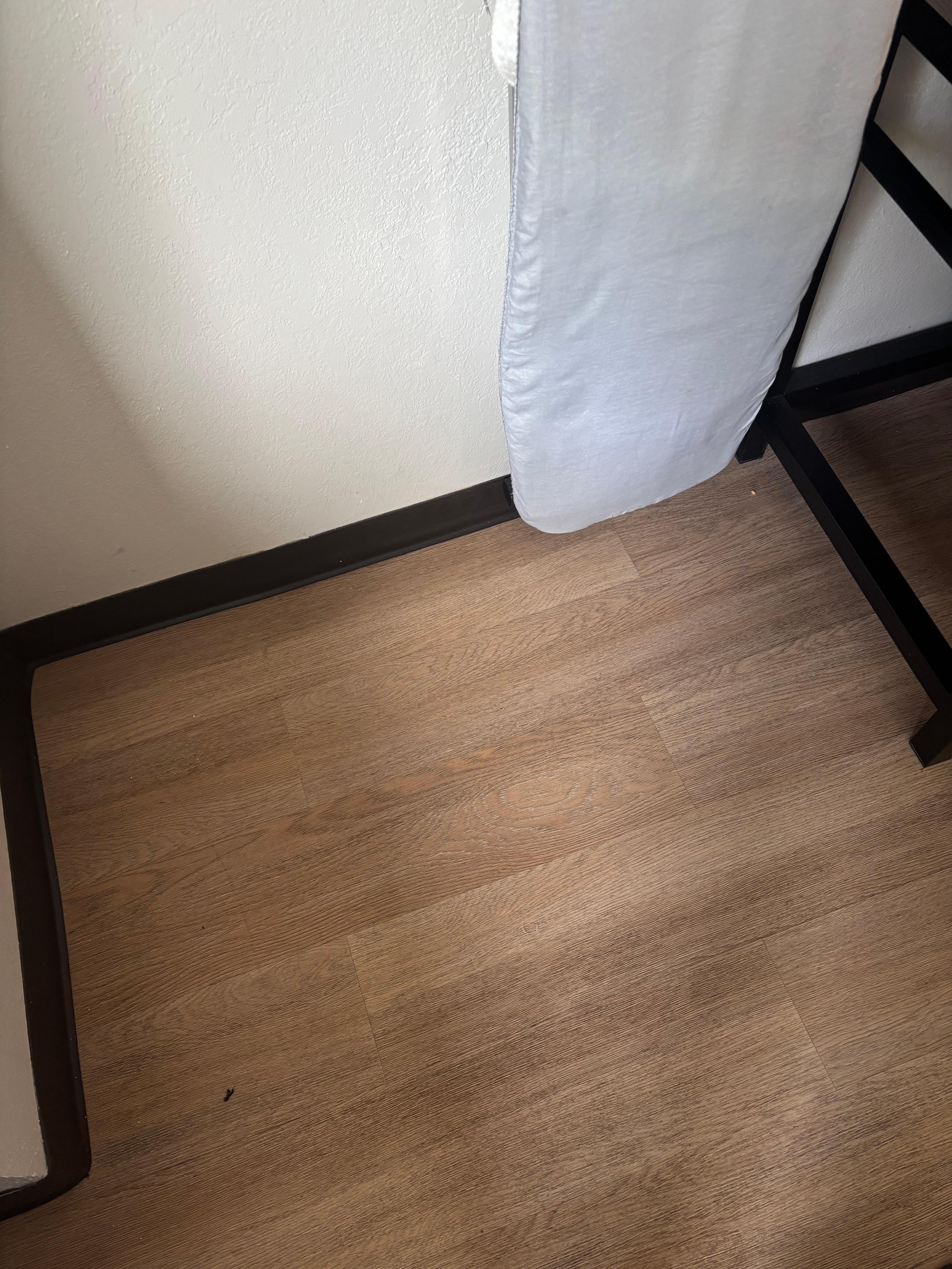 Not swept well upon arrival bug on floor, looks like a bee? 