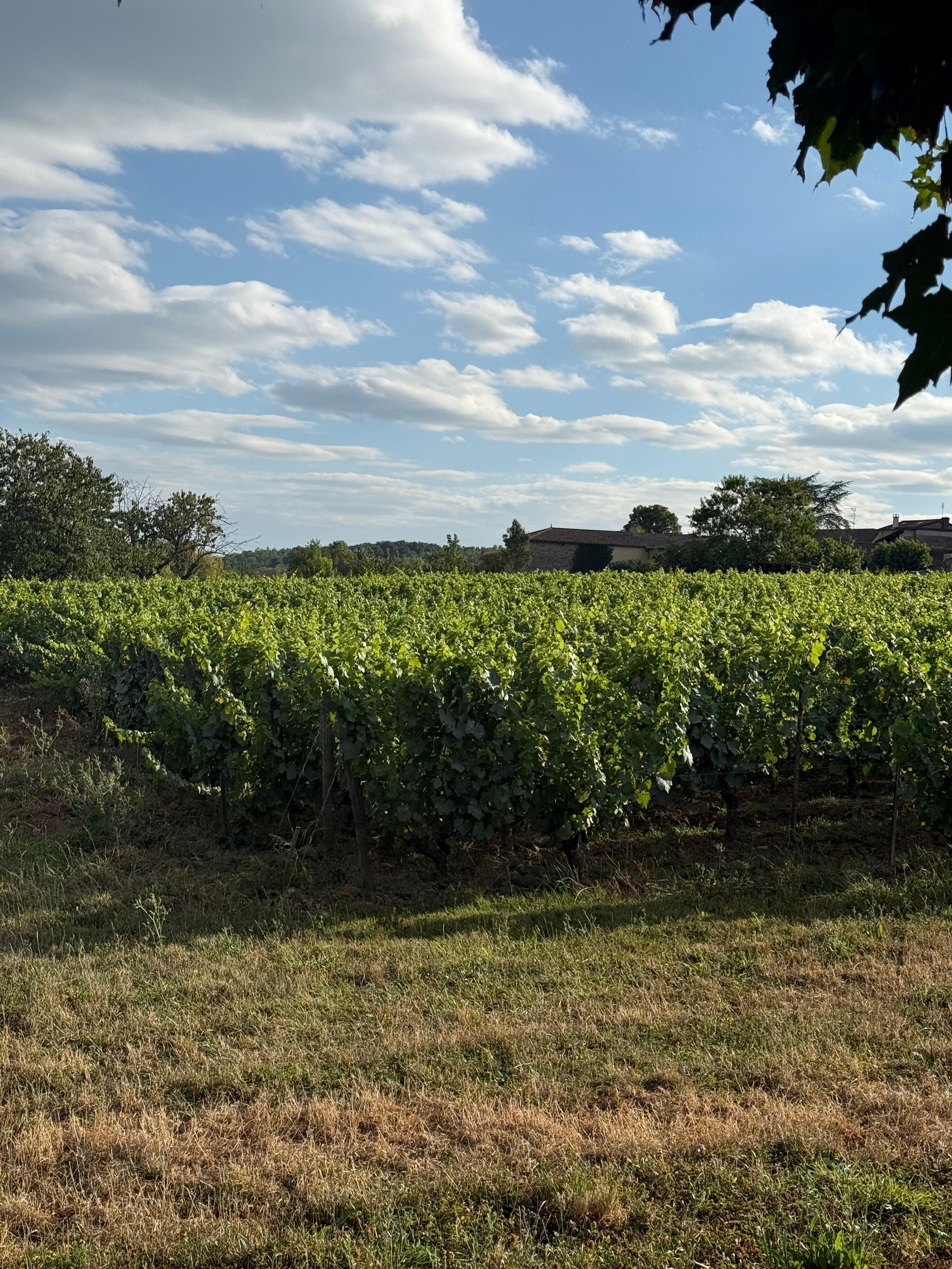 View from private garden 