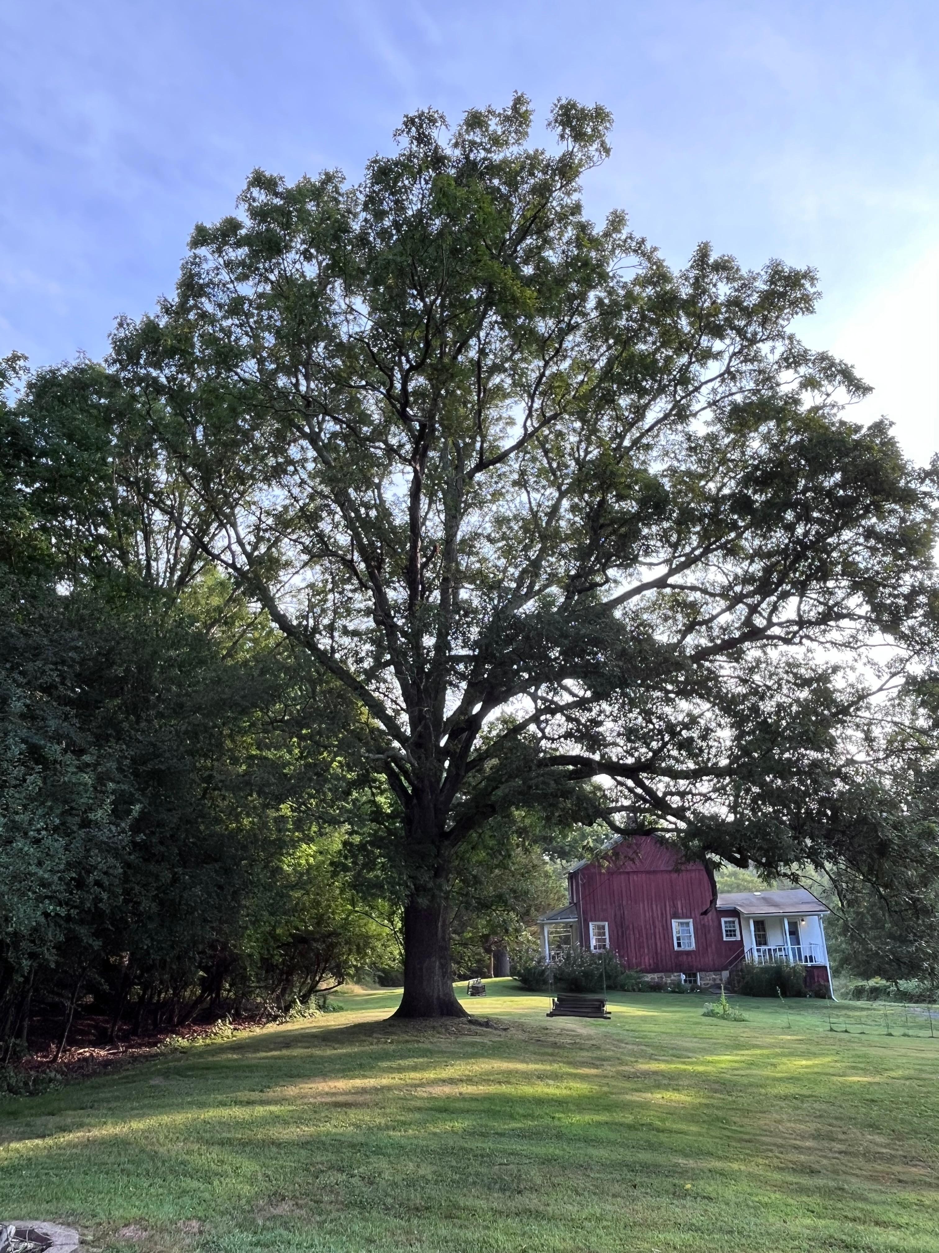 Beautiful big oak tree on the property