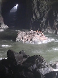 Sea Lion Caves, only a 45 minute drive from the motel. A must go to!