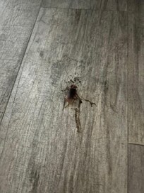 Huge roach we killed.