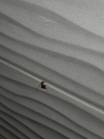 Moustique tué sur carrelage