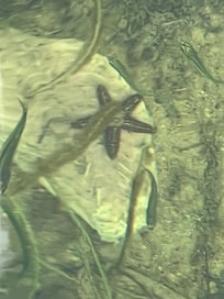 Sea star viewed from the dock.