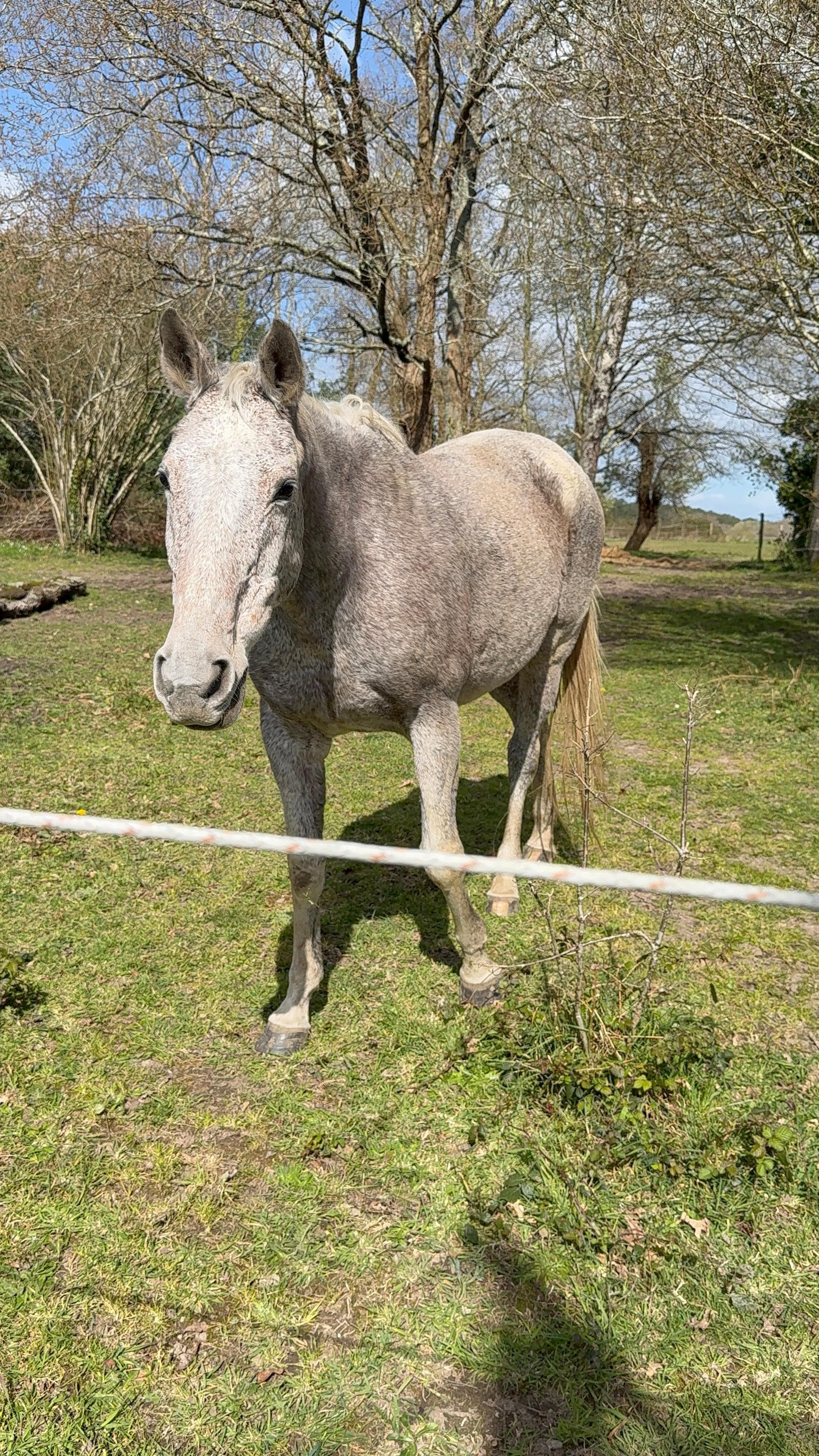 Avec une belle jument si vous aimez les animaux 