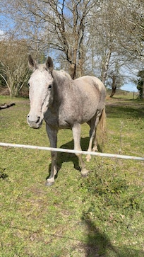 Avec une belle jument si vous aimez les animaux