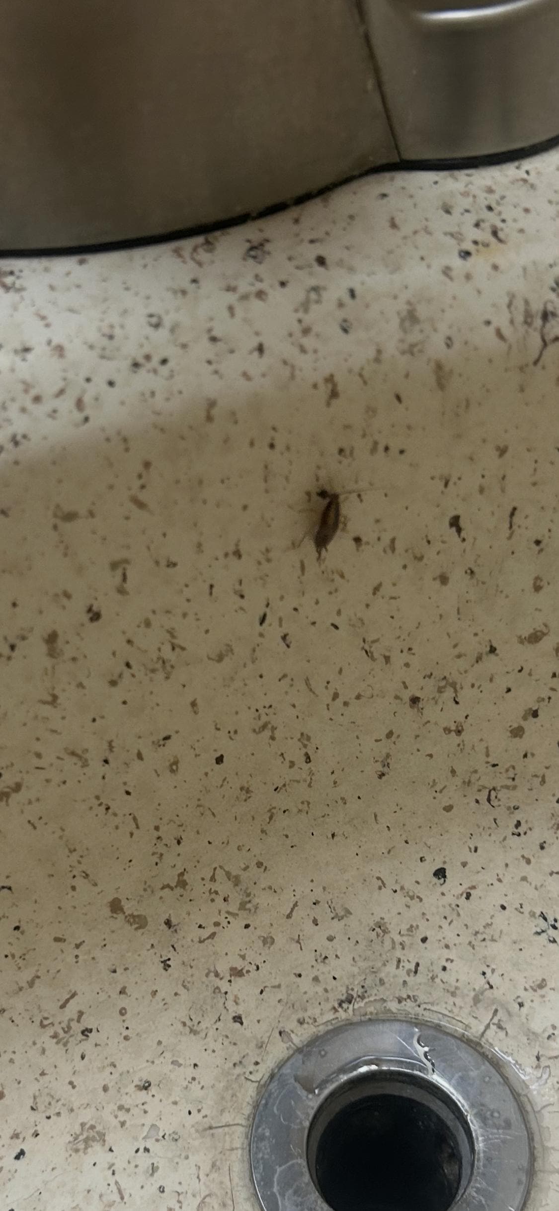 Roaches in the bathroom