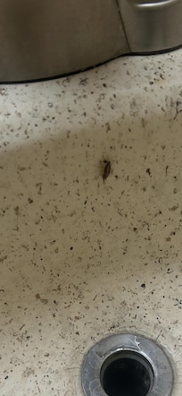 Roaches in the bathroom