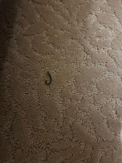 1 of the bugs in kids bedroom