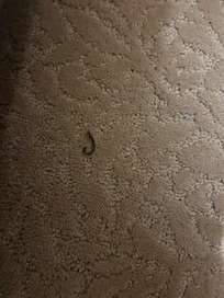 1 of the bugs in kids bedroom