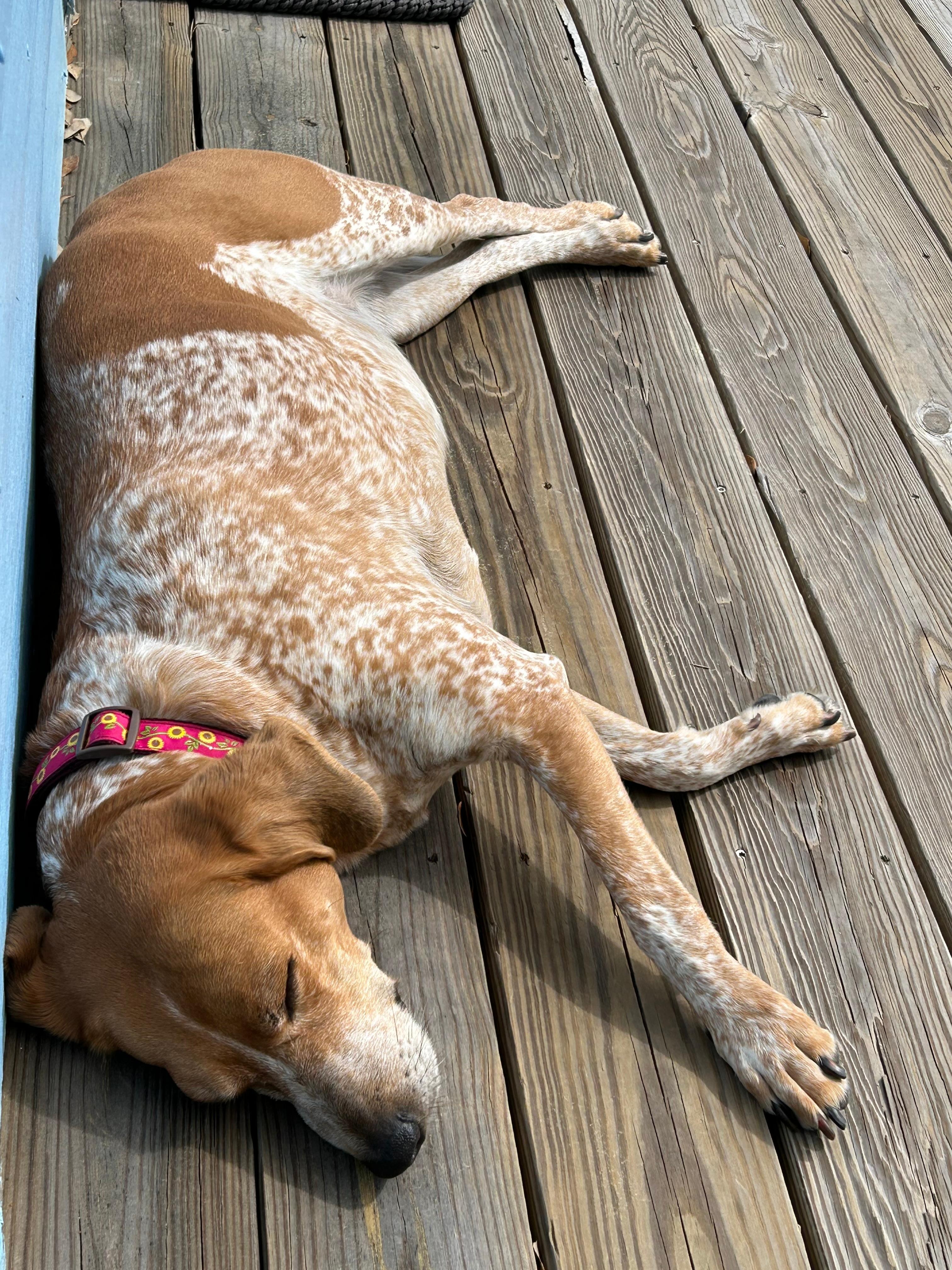 Dog sleeping on the front porch