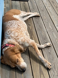Dog sleeping on the front porch