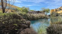 small dirty pond with some wildlife and vegetation. And green water.
