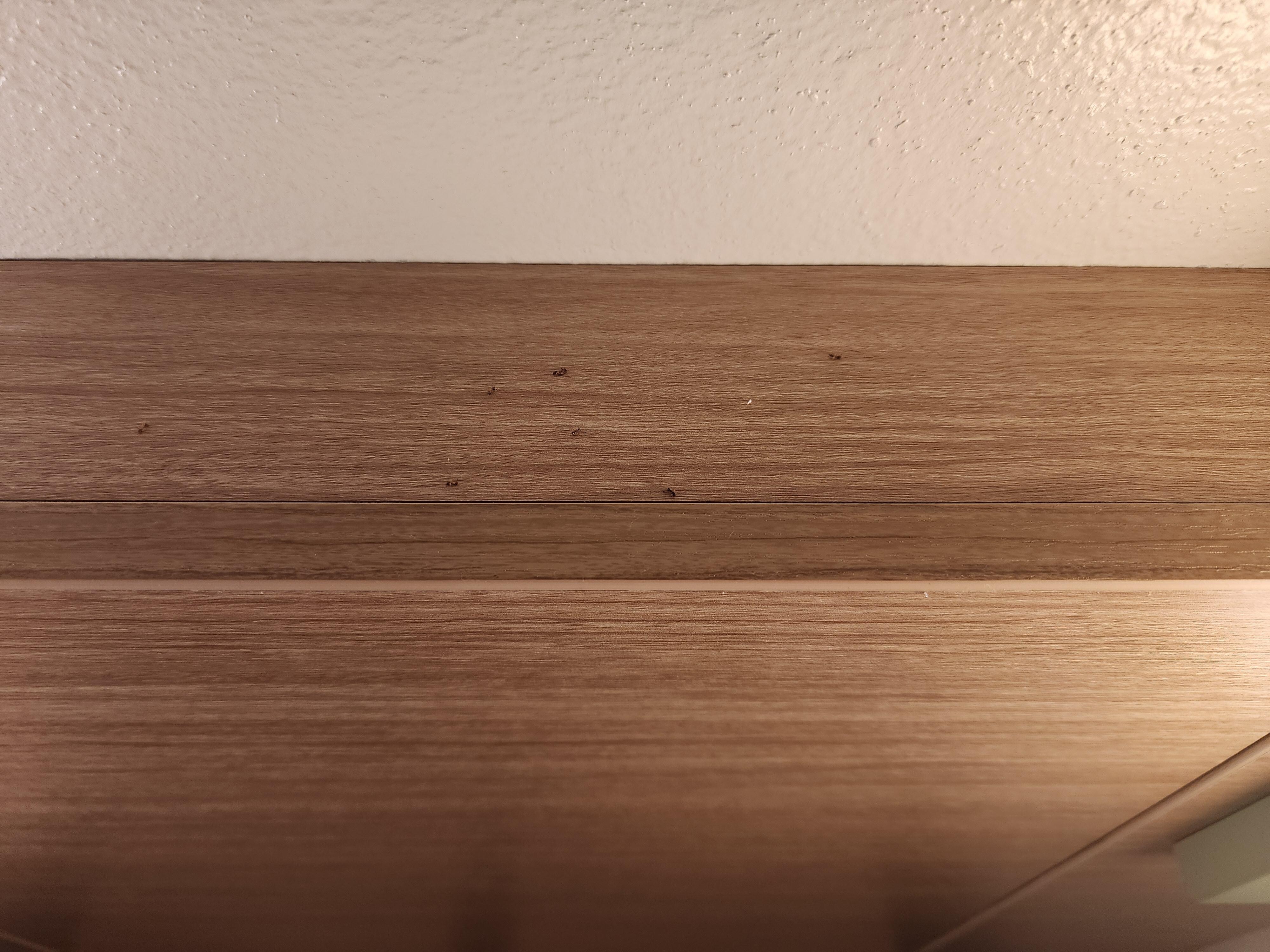 Ants on headboard
