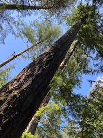 Baumriesen im Cathedral Grove