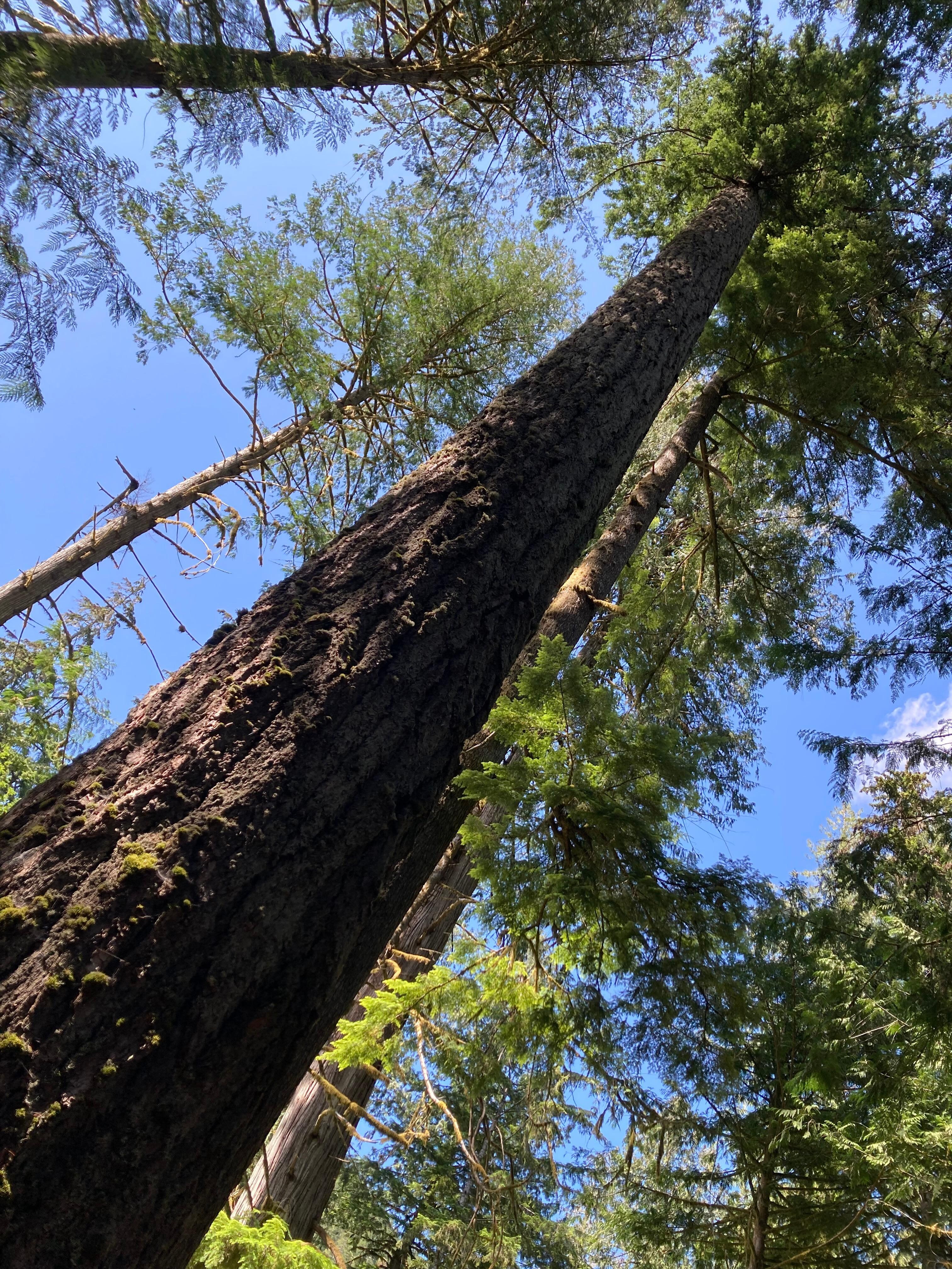 Baumriesen im Cathedral Grove