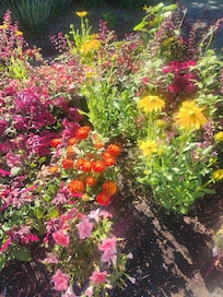 Beautiful flowers