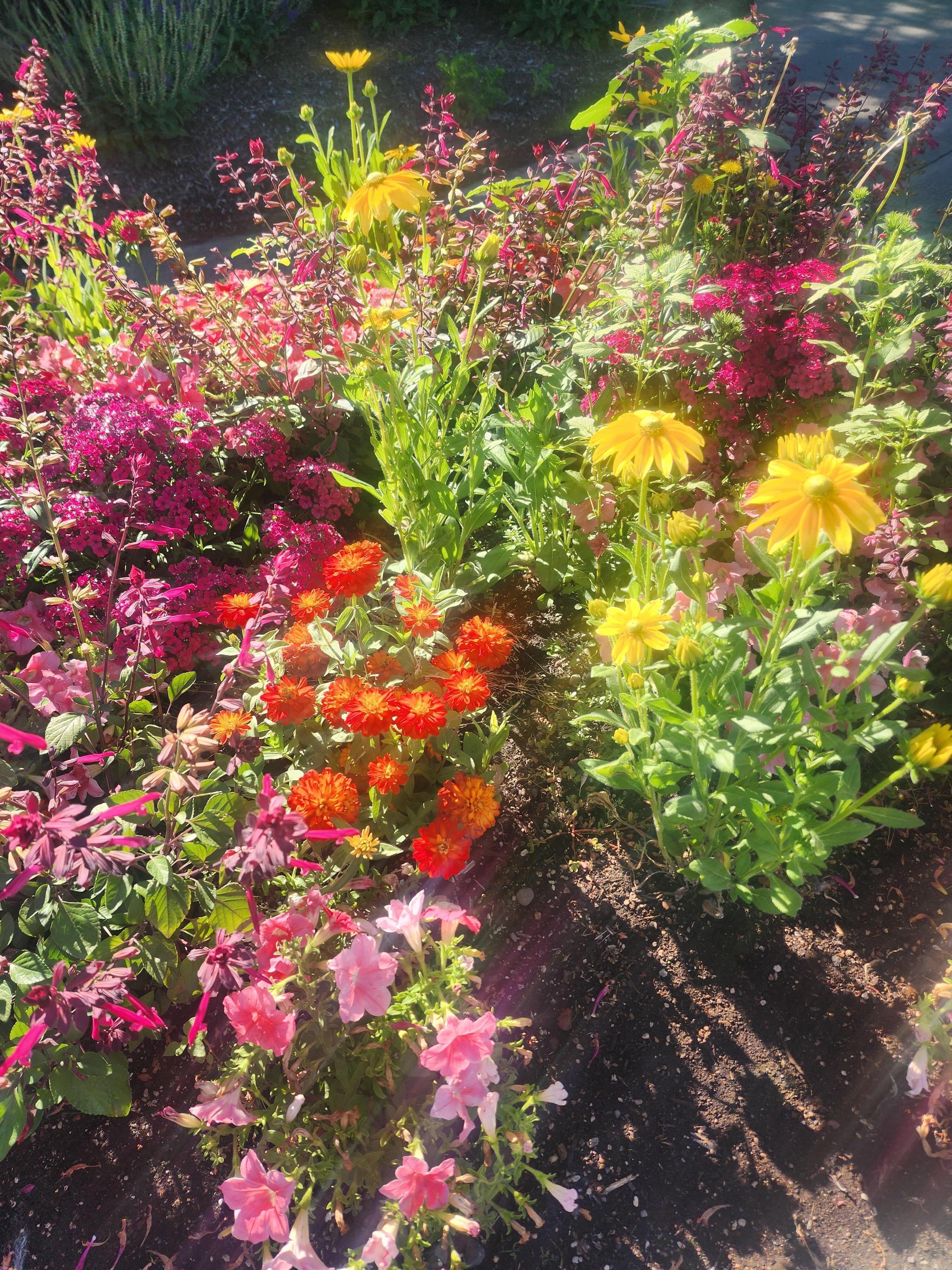 Beautiful flowers