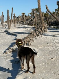 I guess thats why its called Turtle Escape