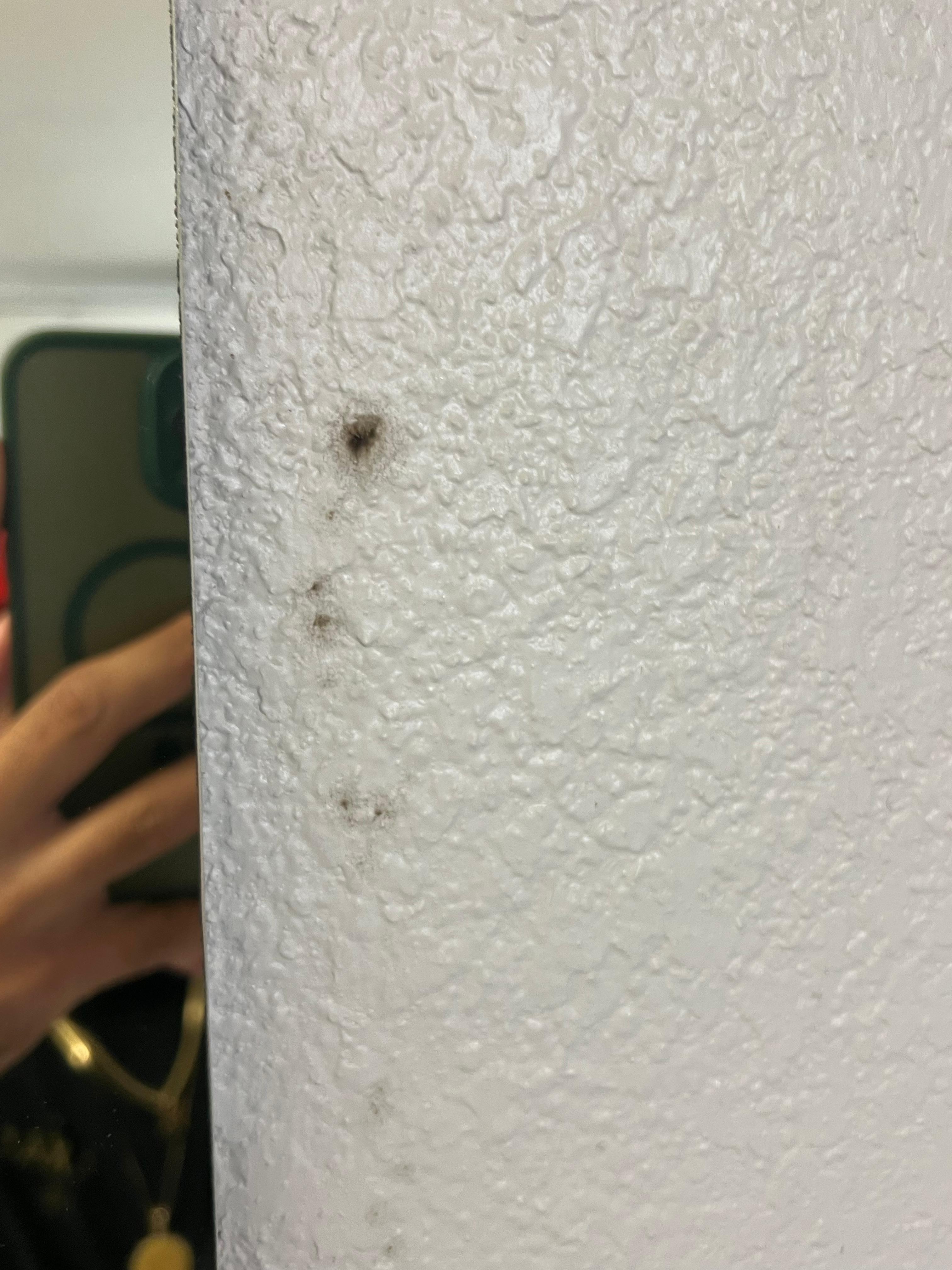 Black mold in walls