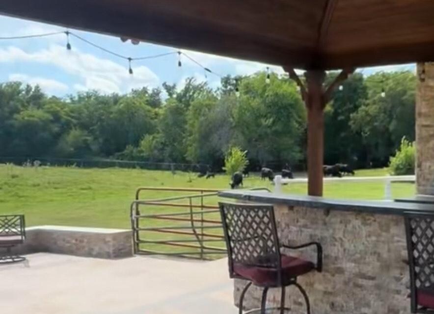Cows in pasture directly behind property. Thank God they did not smell up the backyard and ruin our weekend.