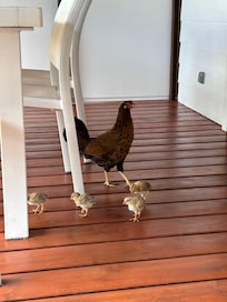 Daily visitors
