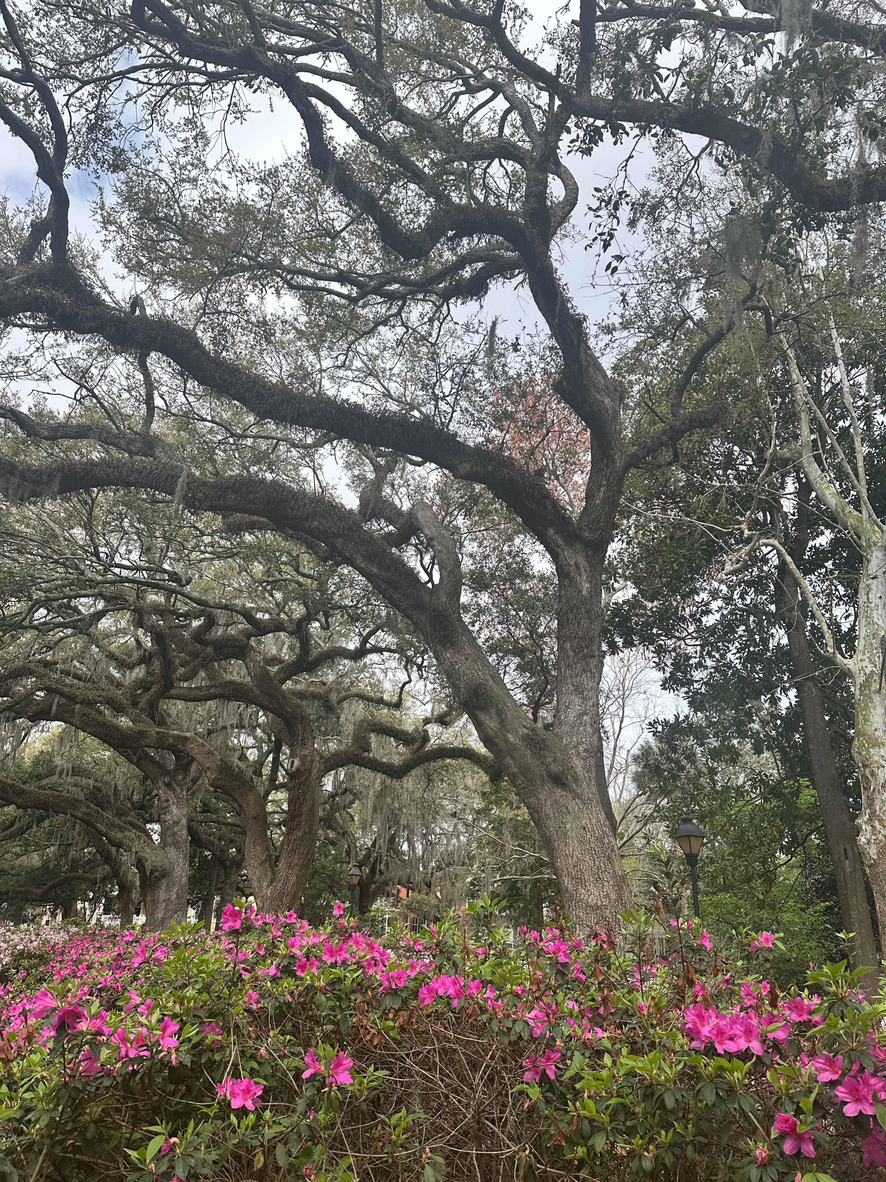 Forsyth Park