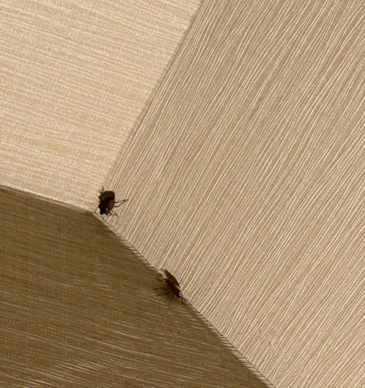 Bugs flying all over the room. We had to tirn a light on in the corner of the room to keep them at the other end. 