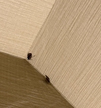 Bugs flying all over the room. We had to tirn a light on in the corner of the room to keep them at the other end.