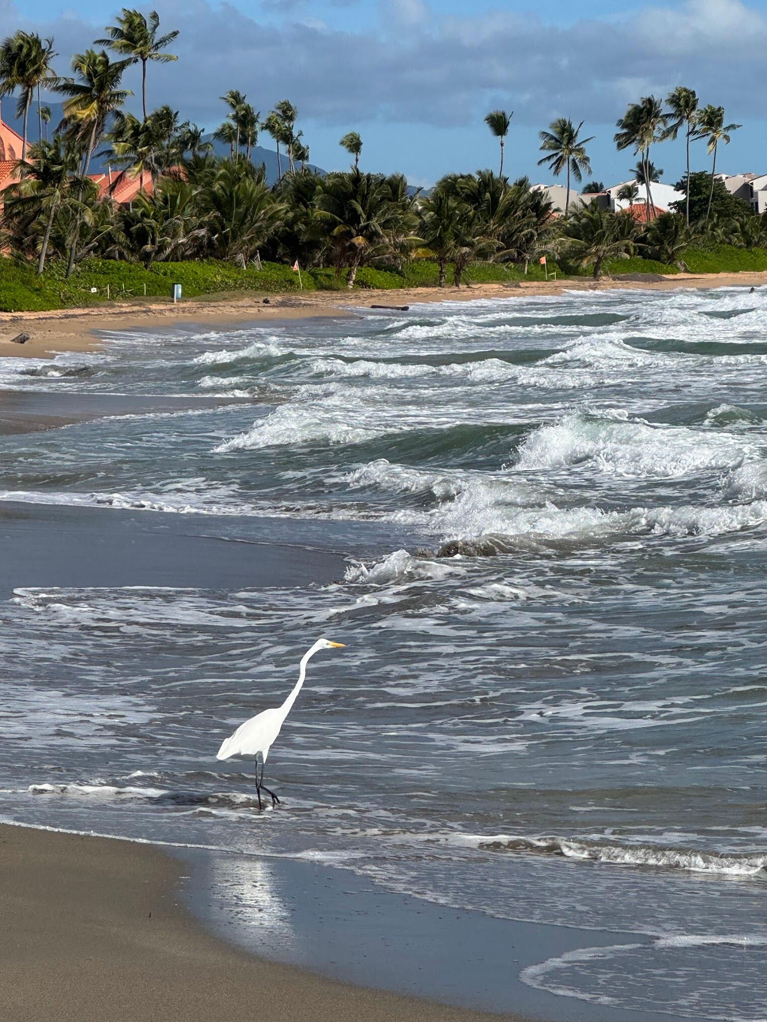 An egret on the beach