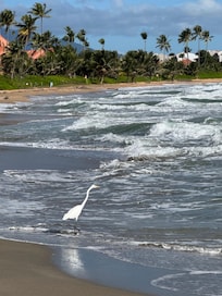 An egret on the beach