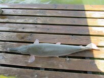 Alligator Gar