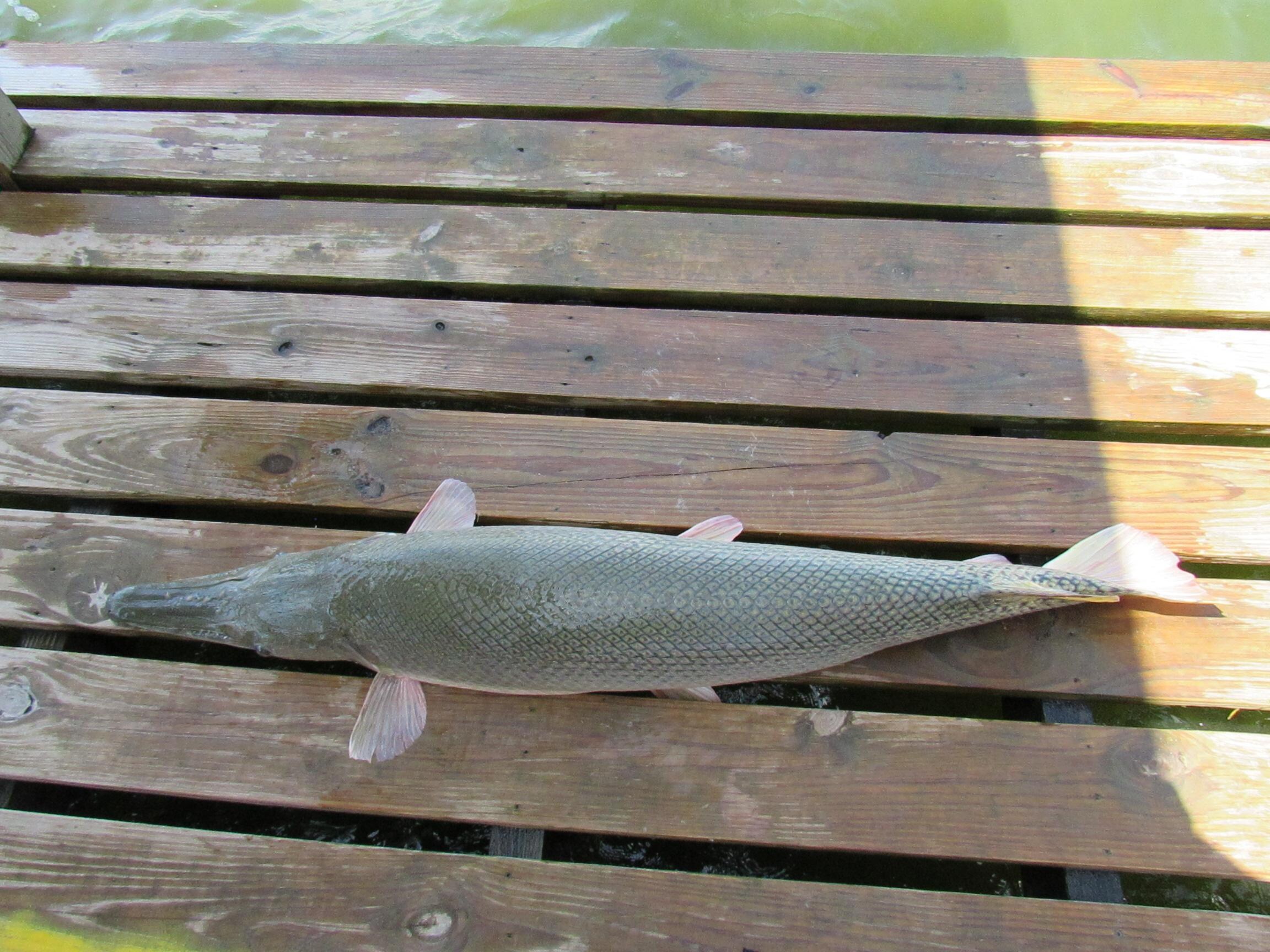 Alligator Gar
