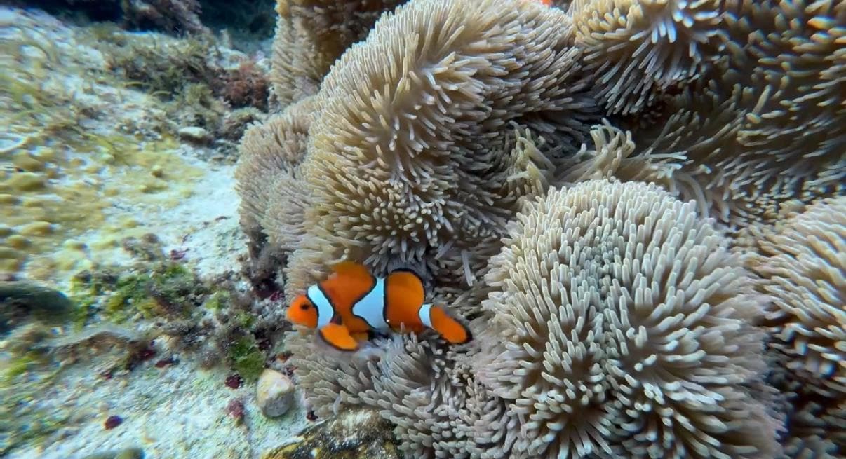 シュノーケリング