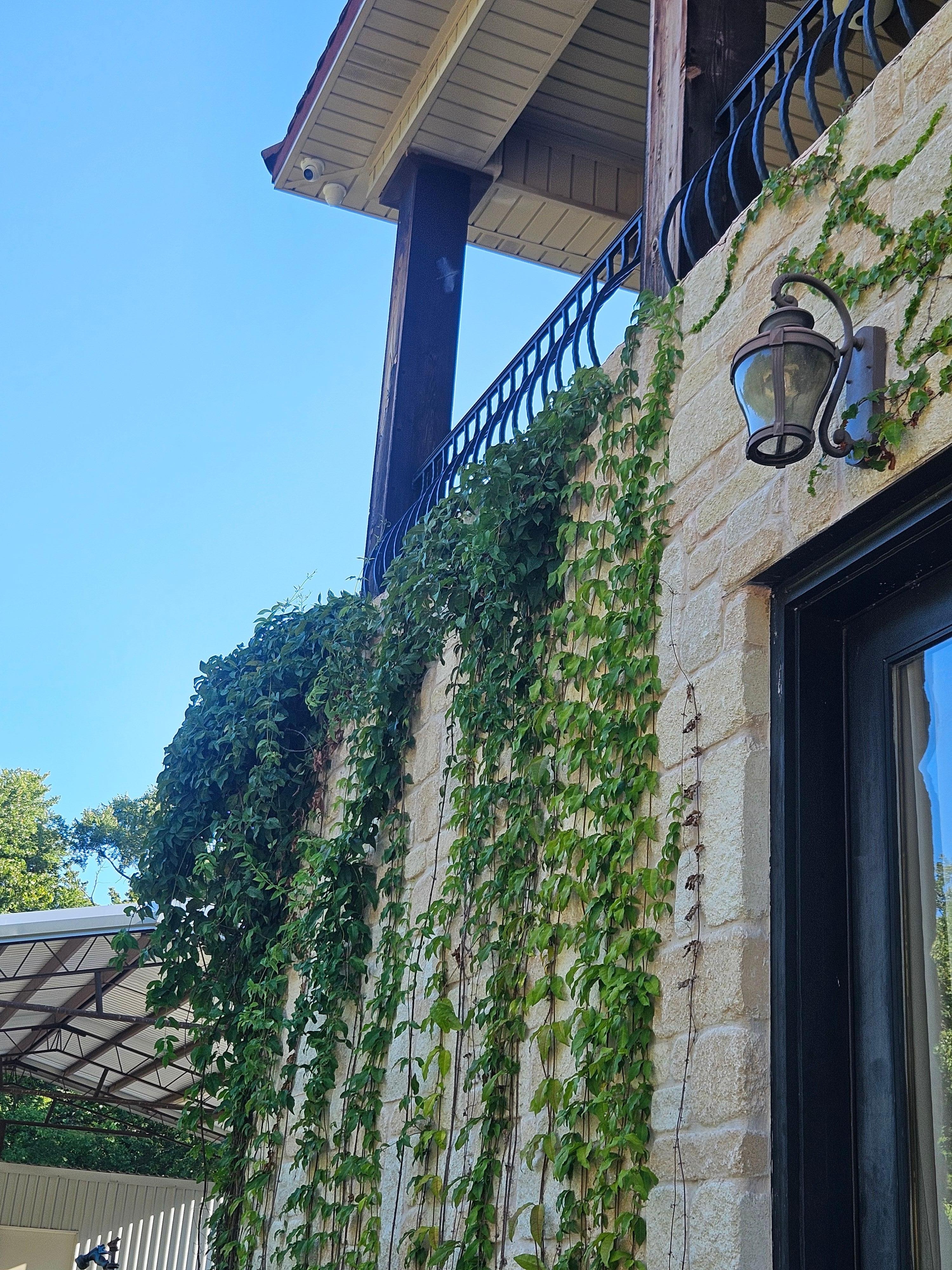Old world decor and trailing vines 