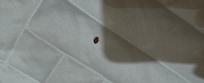 Bedbug in Bed