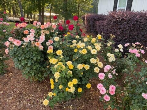 The beautiful rose garden