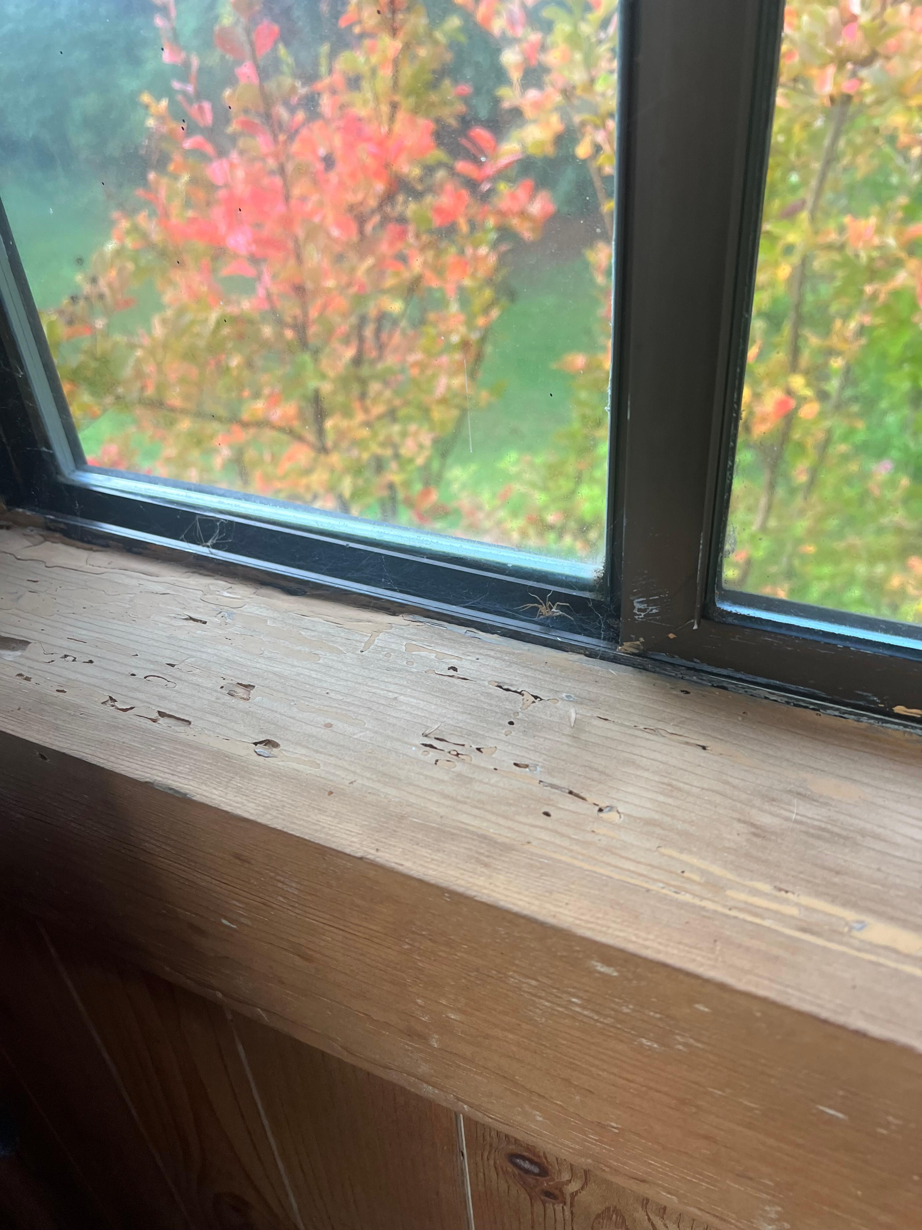 Cobwebs and a spider that looks like it has lived here for years!!!