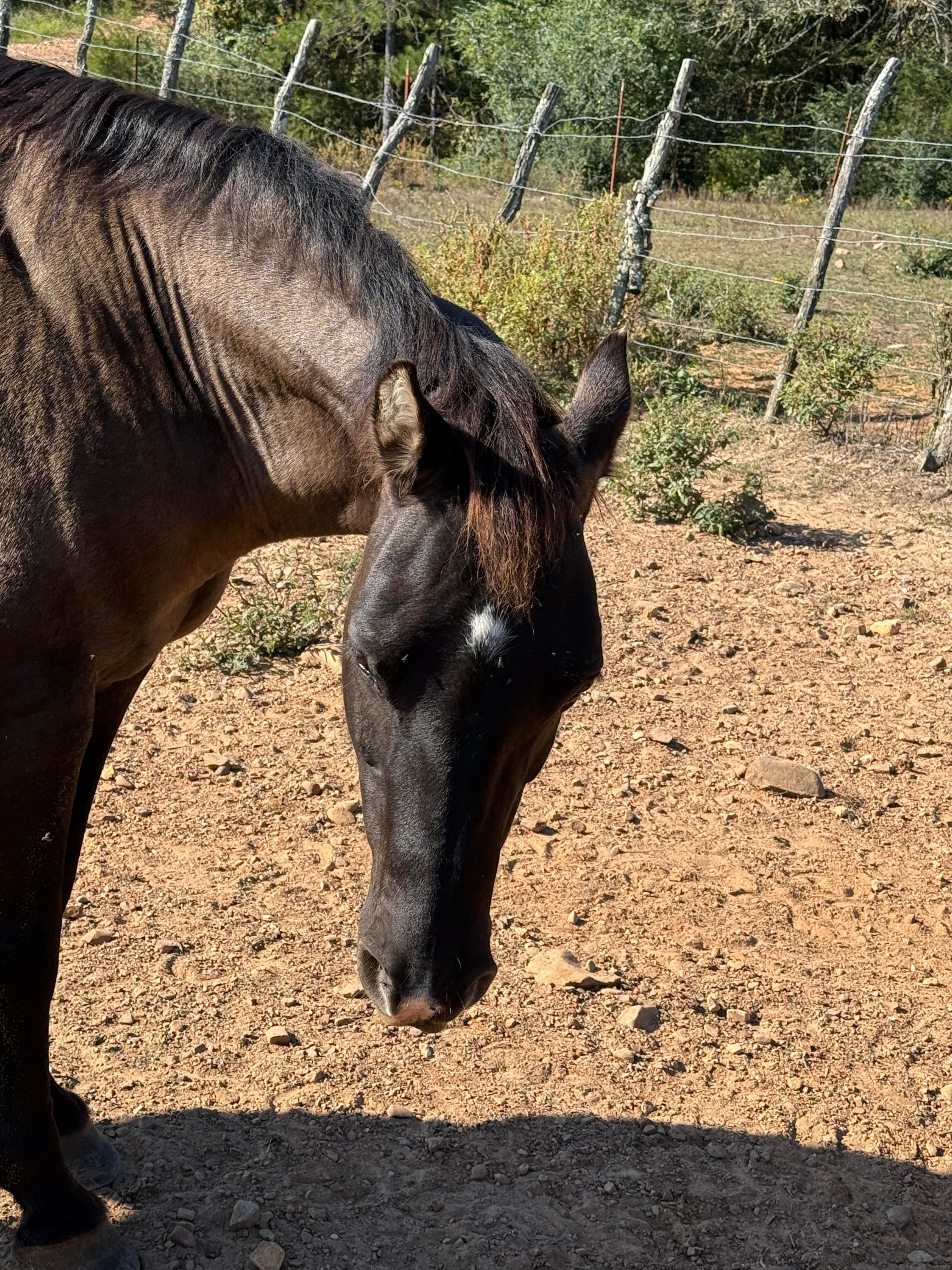 One of the horses on the property. So beautiful!!