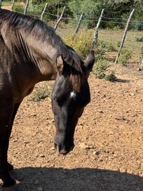 One of the horses on the property. So beautiful!!