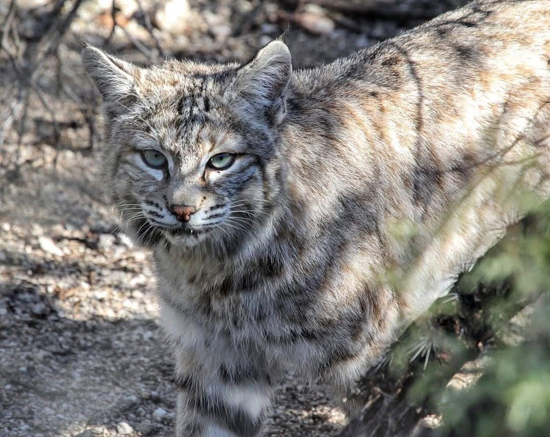 Bobcat out back 