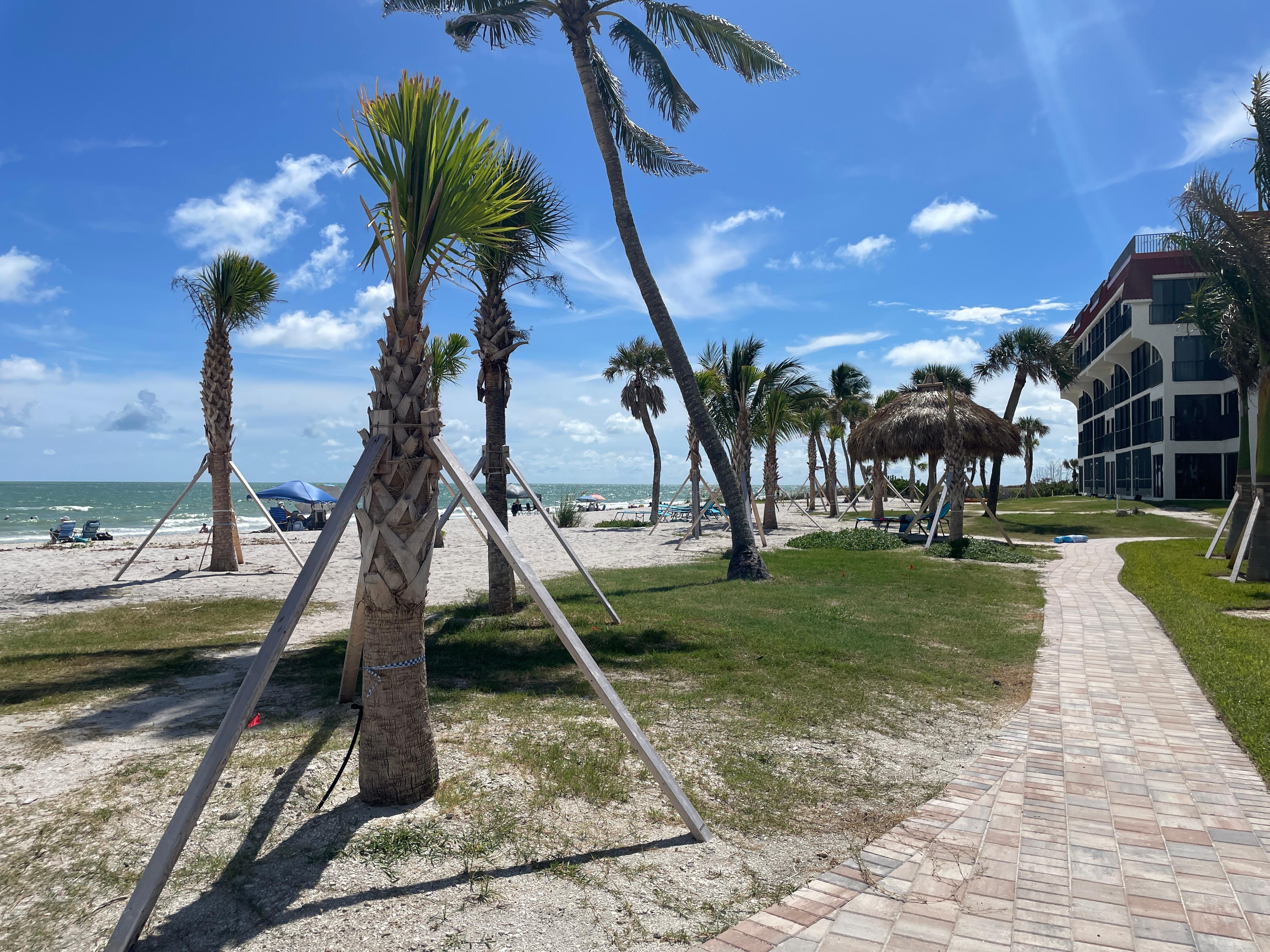 Planted many new palm trees