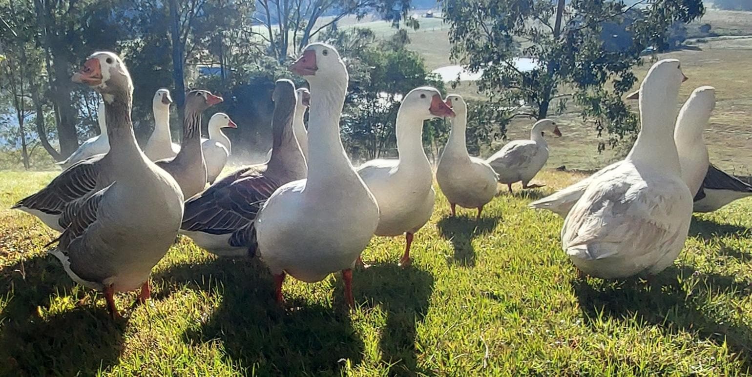 The Welcomers