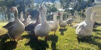 The Welcomers