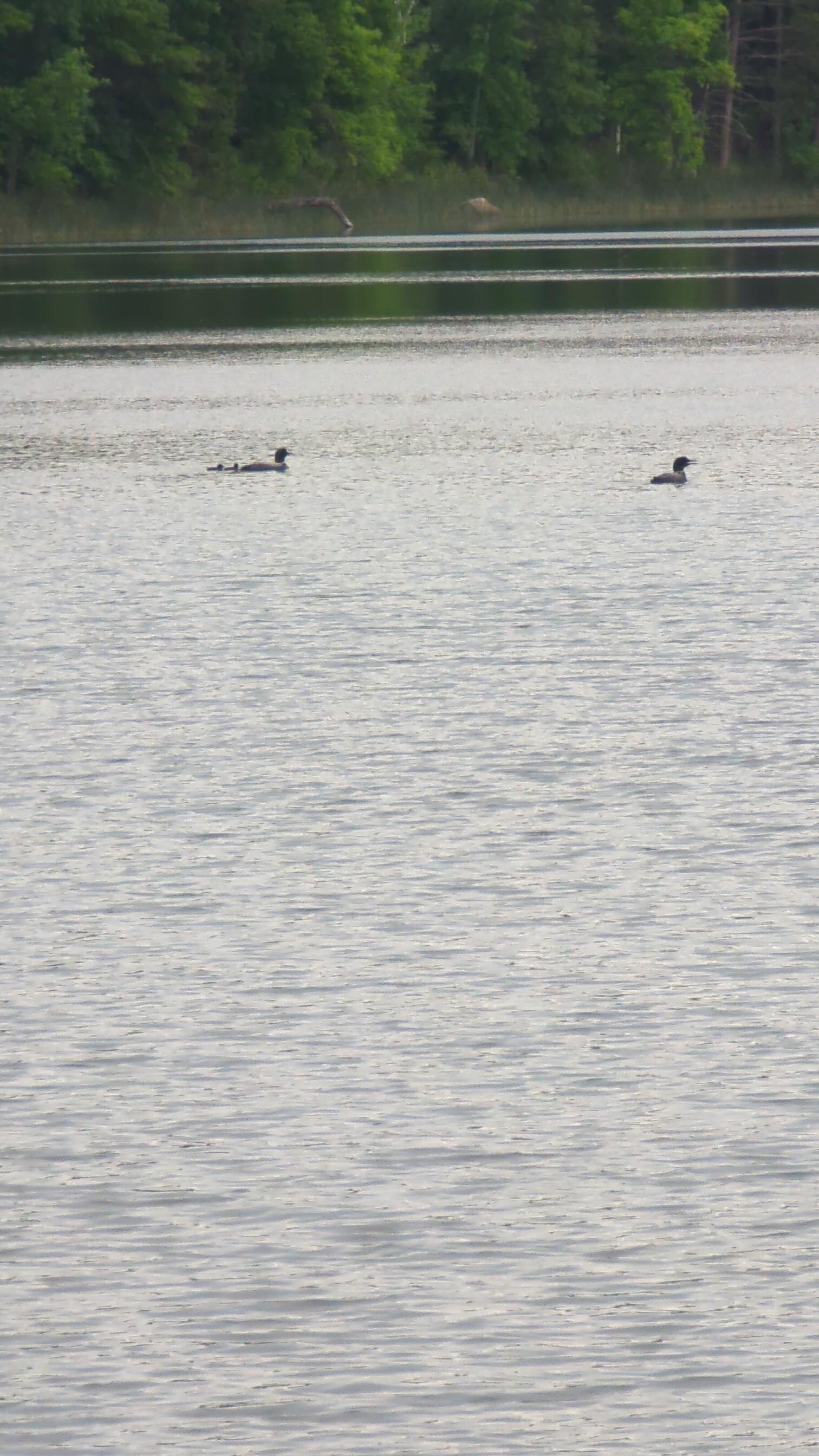 The loons on the lake 