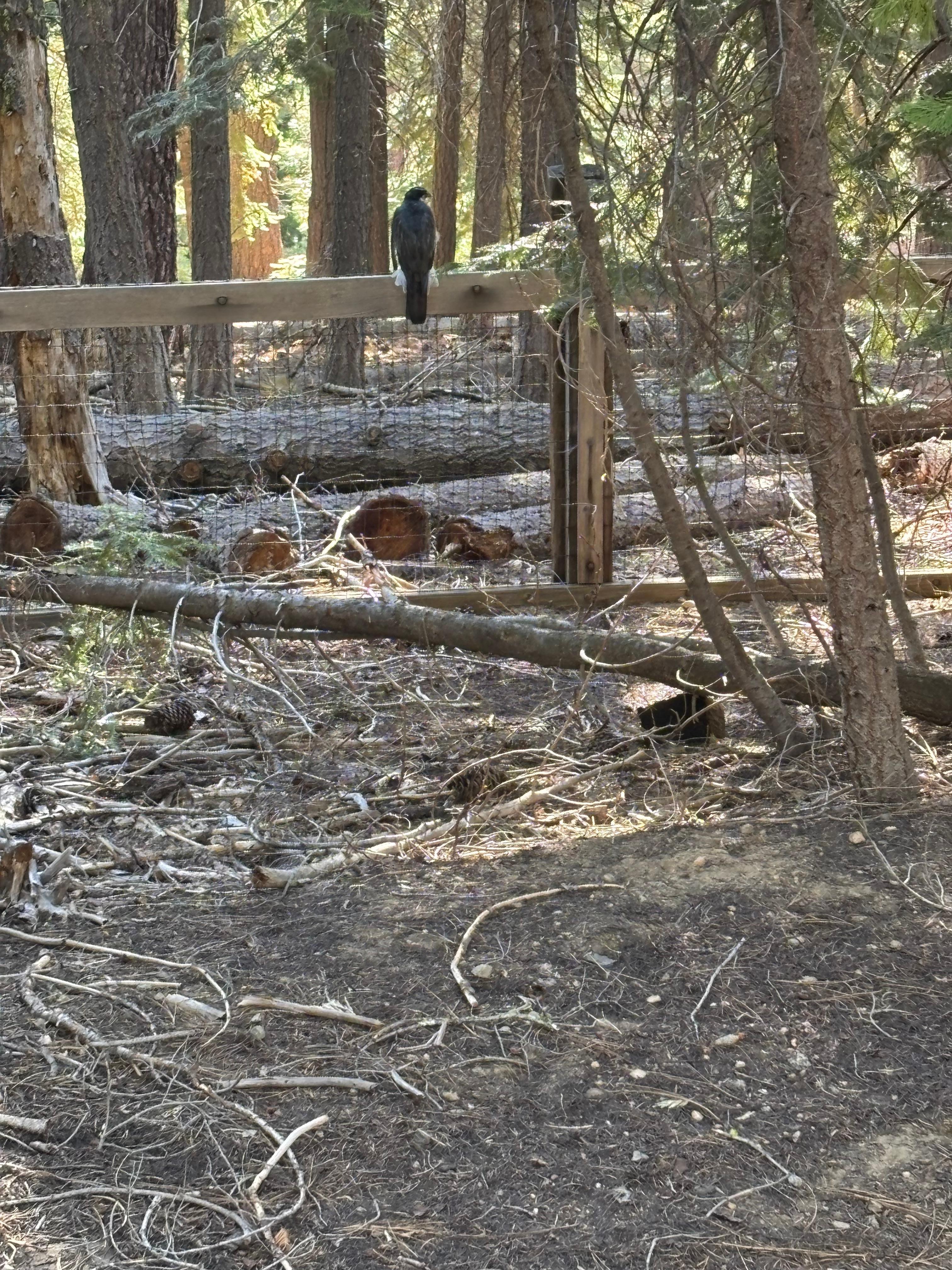 Beautiful trails within a block of the cabin. 