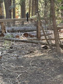 Beautiful trails within a block of the cabin.