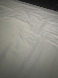 Bedbugs
