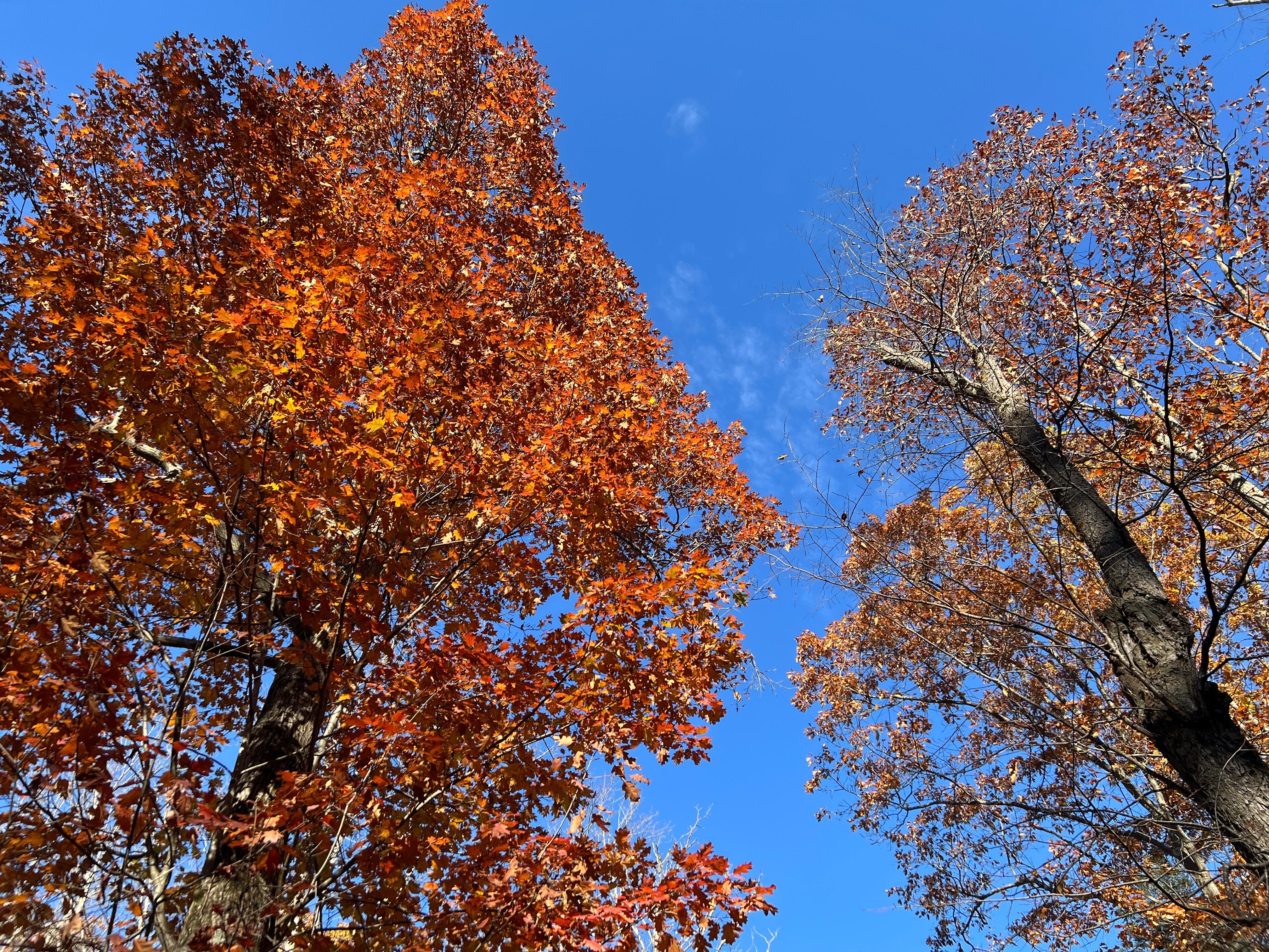 Trees in front of cabin