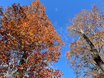 Trees in front of cabin