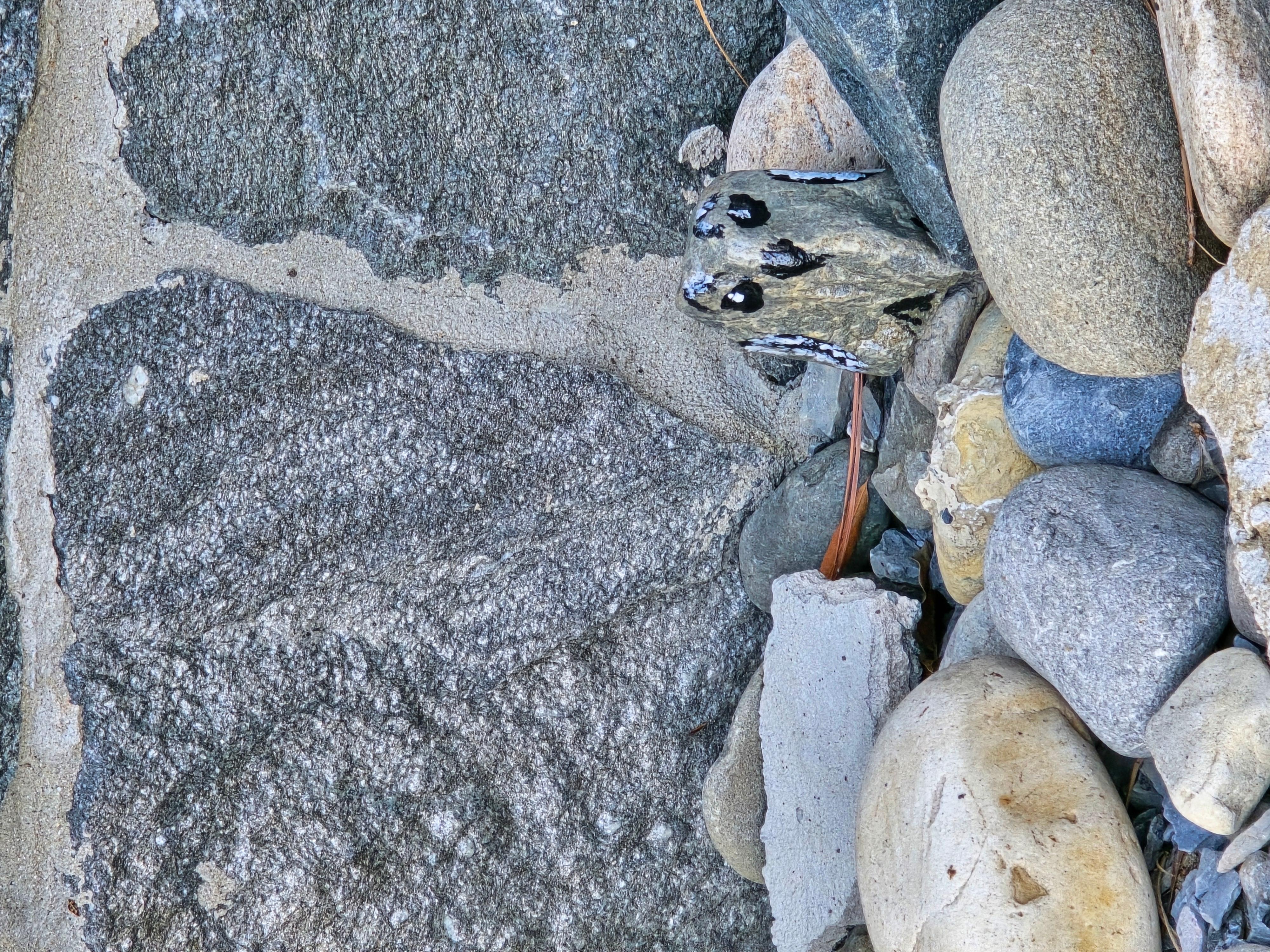 Painted rock perrigren falcon (we saw the real thing carrying a fish from the dock)